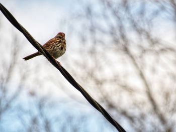 Low angle view of bird perching on branch