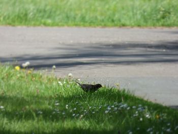 Animal on grassy field