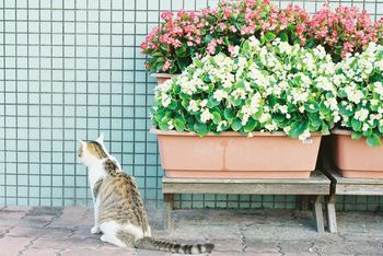 Cat sitting by potted plants by yard