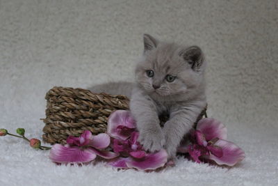 Close-up of cat by pink flowers