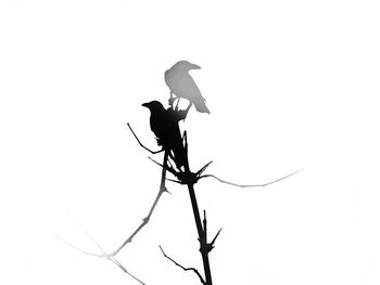 Low angle view of silhouette bird perching on branch against white background
