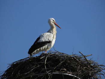 Low angle view of bird perching on blue against clear sky