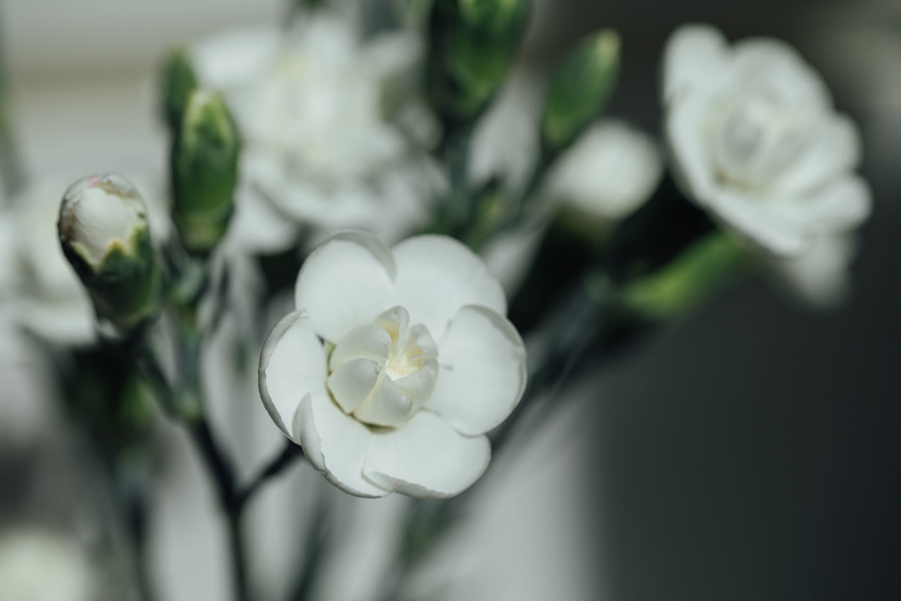 CLOSE-UP OF WHITE ROSE FLOWER BUDS