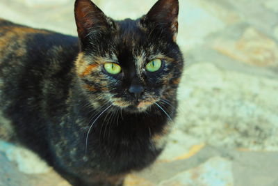 Close-up portrait of cat