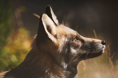 Wild fox with brown fur walking in forest on cloudy day