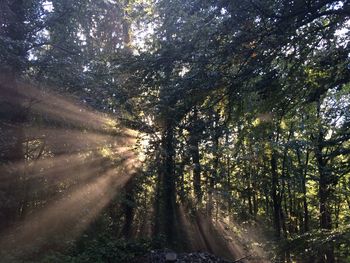 Trees in forest