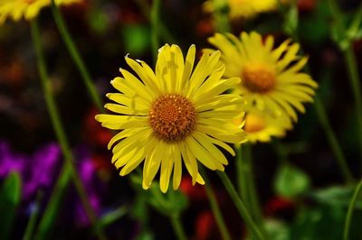 Close-up of yellow flower blooming outdoors