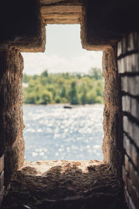 Old tree by window