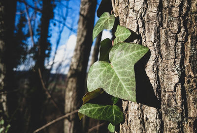 Low angle view of ivy growing on tree trunk