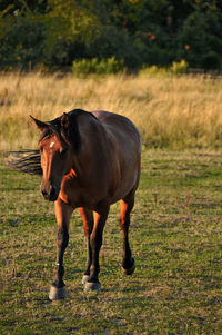 Horse standing on field