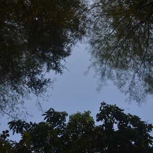 Low angle view of trees against sky