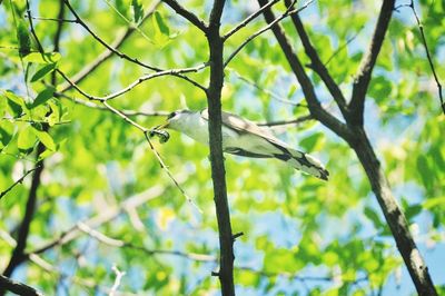 Low angle view of bird perching on tree