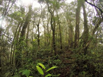 Low angle view of trees in forest