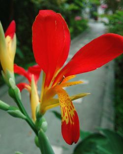 Close-up of red flower