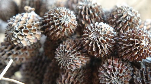 Close-up of conifer cones