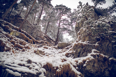 Trees in forest during winter