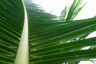 Close-up of palm leaf