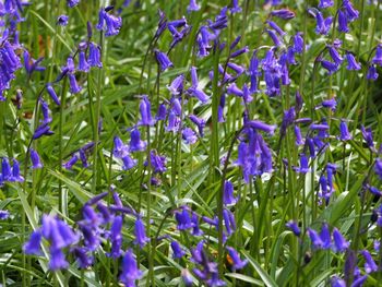 Close-up of purple flowers blooming in field