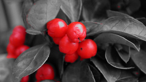 Close-up of red flowers