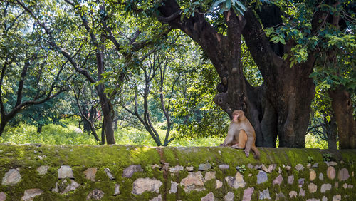 Portrait of a young man sitting on tree trunk