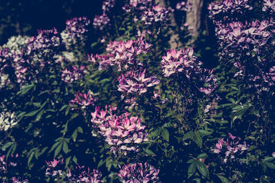 Close-up of purple flowers