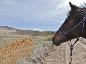 Horse on field against sky