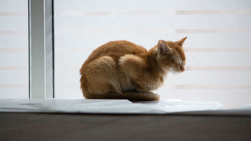 Cat sitting on a window