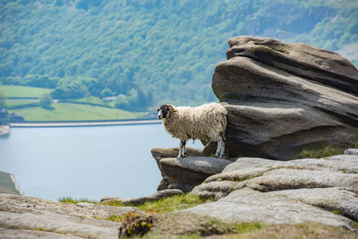 A female sheep on the edge of the hill warming up on a heated boulder, kinder scout, peak district