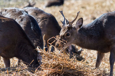 Deer feeding grass on field