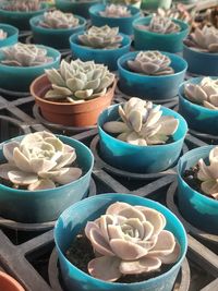 Full frame shot of plant containers