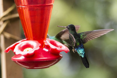 Hummingbird