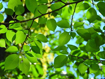 Close-up of fresh green leaves on tree