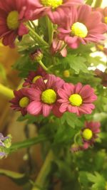 Close-up of flowers