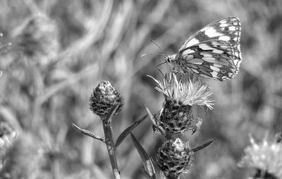 Close-up of insect on thistle