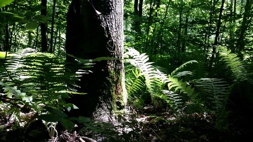 Trees in forest