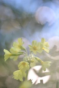 Close-up of yellow flowering plant