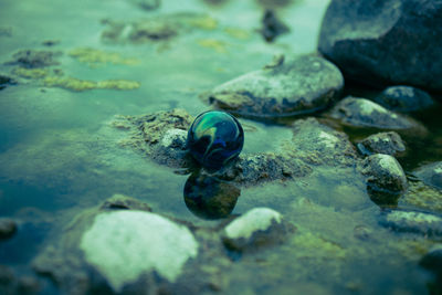 Close-up of turtle on rock