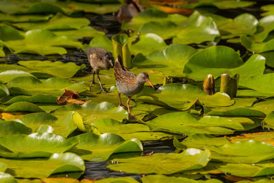 Bird on leaves floating in lake