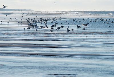 Birds flying over lake against sky