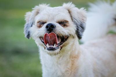 Portrait of white dog