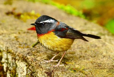 Close-up of a bird perching on a field