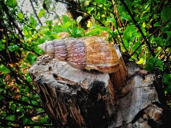 Close-up of snail on tree trunk