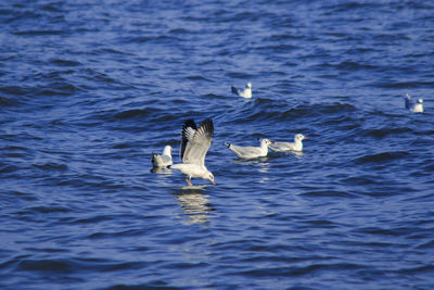 Ducks swimming in lake