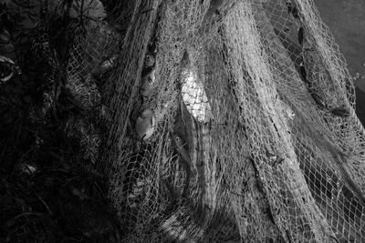 Full frame shot of tree
