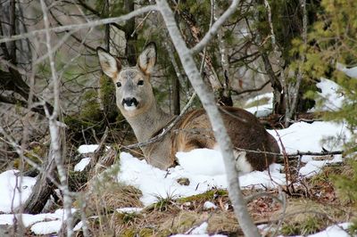 Portrait of deer on snow field during winter