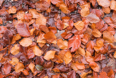 Full frame shot of autumn leaves