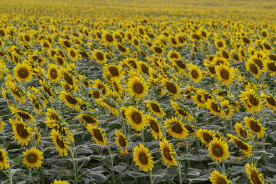 Full frame shot of sunflower field