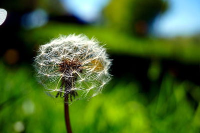 Close-up of dandelion flower