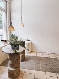 Potted plant on table at home