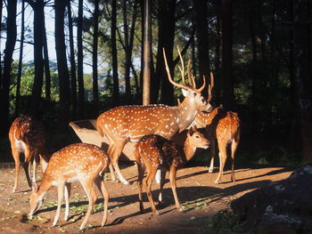 Deer standing by trees on field